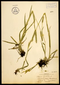 Phleum pratense