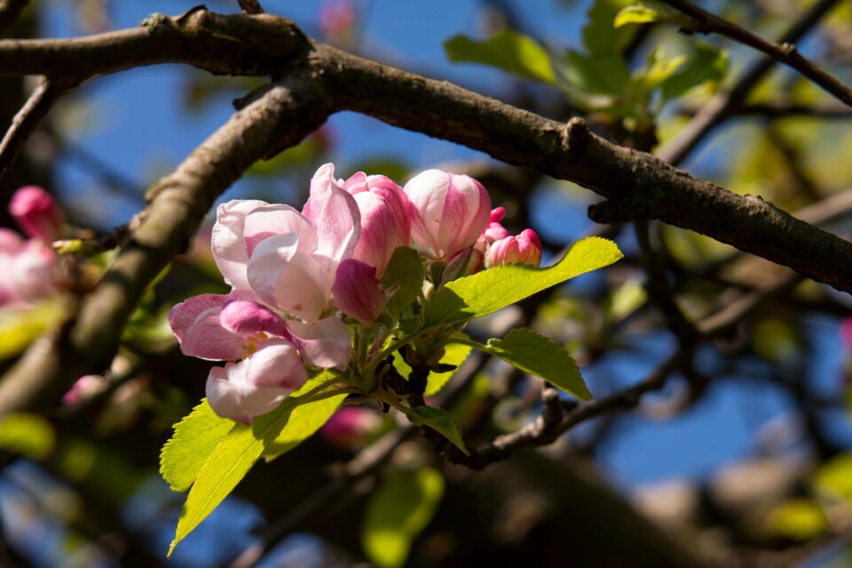 Pink spring blossom