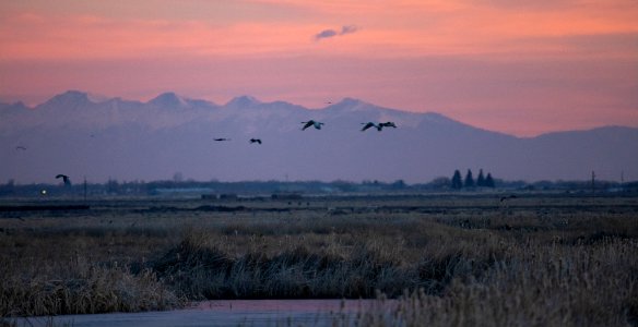 SandHillCranes-2 photo