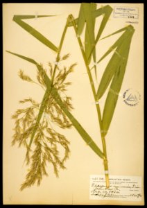 Phragmites australis