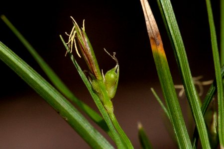 Carex geophila