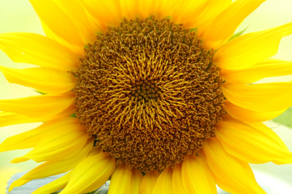 Bloom blooming plant