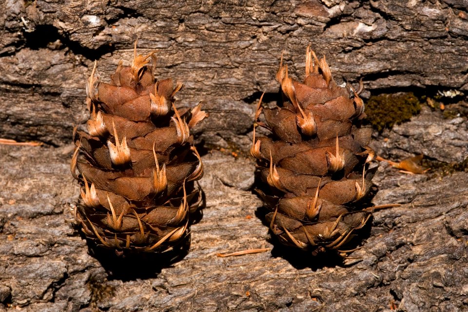 Pseudotsuga menziesii