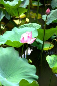 Vietnam 2015 (Hanoi, Halong Bay, Hoi-An)