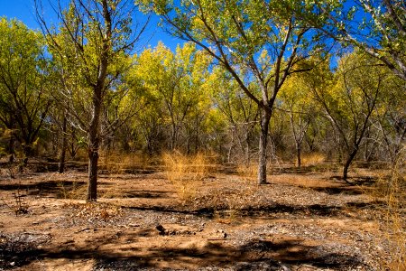 Bosque del Apache