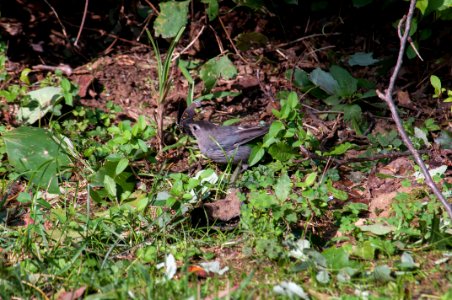 Gray Catbird 8750
