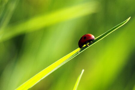 Insect spring bug