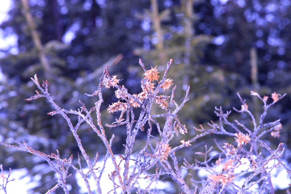 branches in the snow exchanging glances