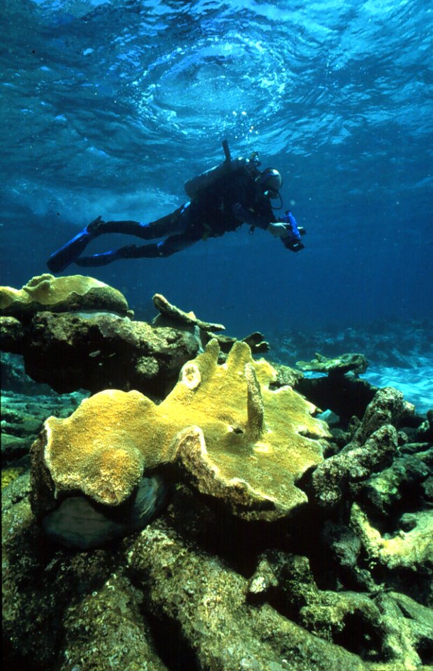 Restoring a Reef