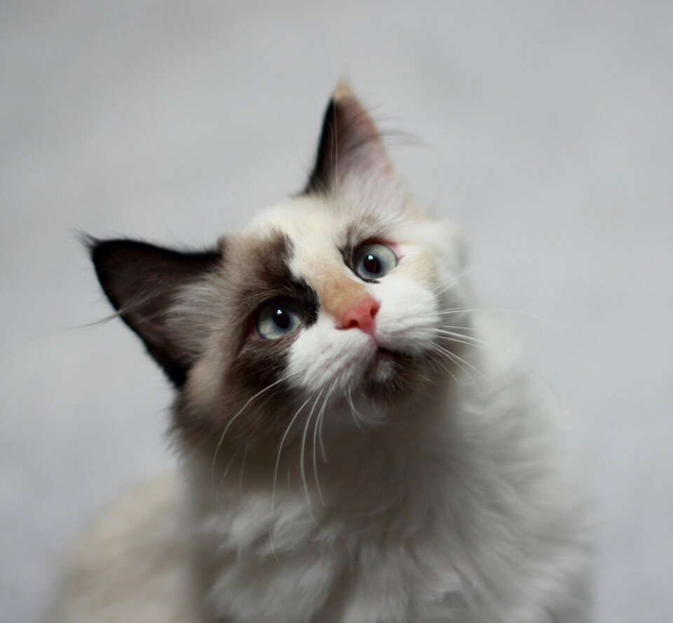 Kitty domestic long hair