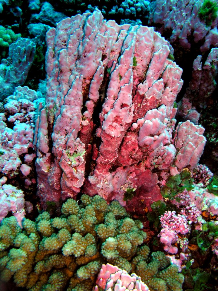 Coralline Algae at Rose Atoll