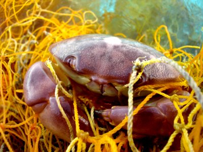 Entangled Crab