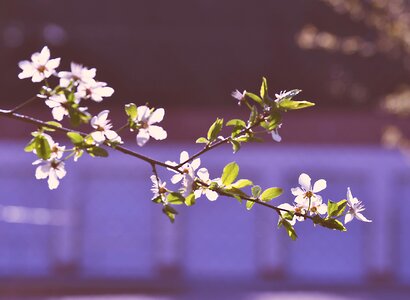 Flower tree nature