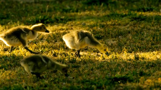 Goslings in the light photo