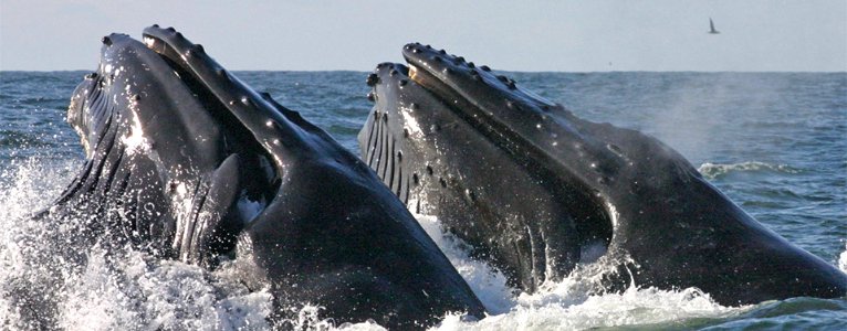 CA NMS humpback whales photo