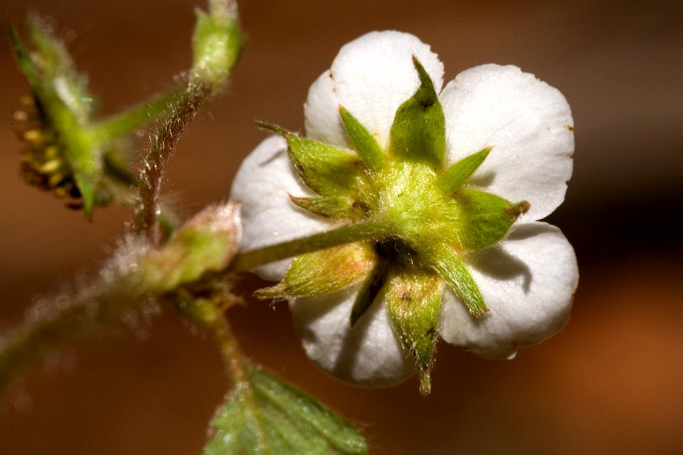 Fragaria vesca subsp. bracteata