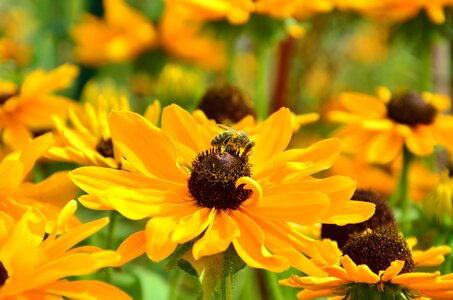 Yellow flowers bee yellow flower photo