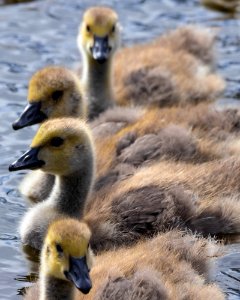 Teenage Goslings photo