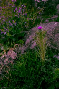 Pink flowering thistle