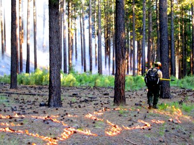 Camillo Fire 2015-06-21: Burnout Operations
