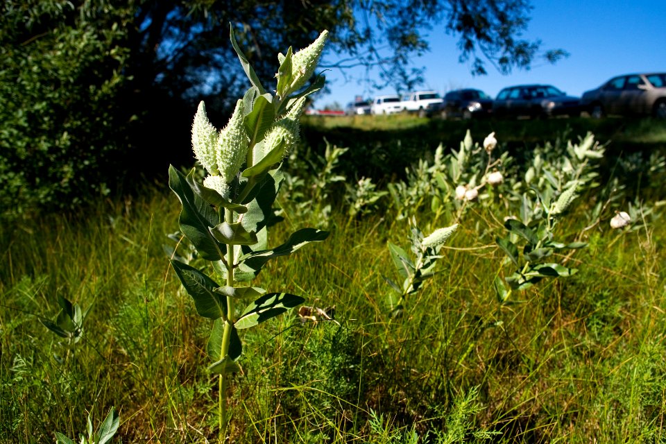 Asclepias speciosa
