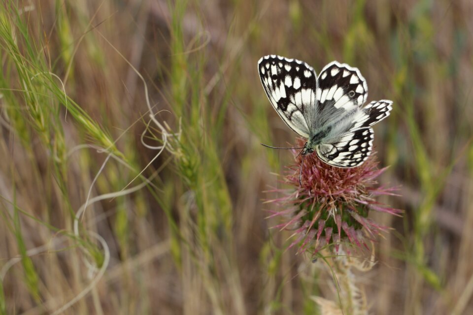 Butterfly on the go thistle