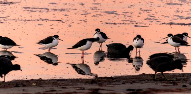 Black Necked Stilts at Dawn