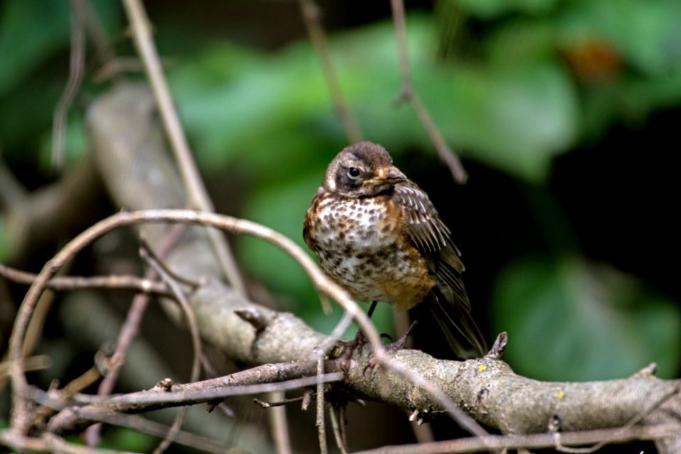American Robin Juvenile 08-12-2018 08