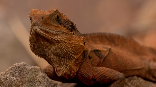 Water Dragon 1
