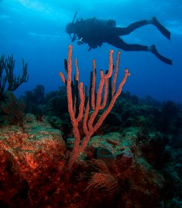 Diving with Corals photo