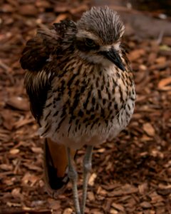 Bush Stone Curlew