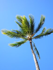 Tree blue sky