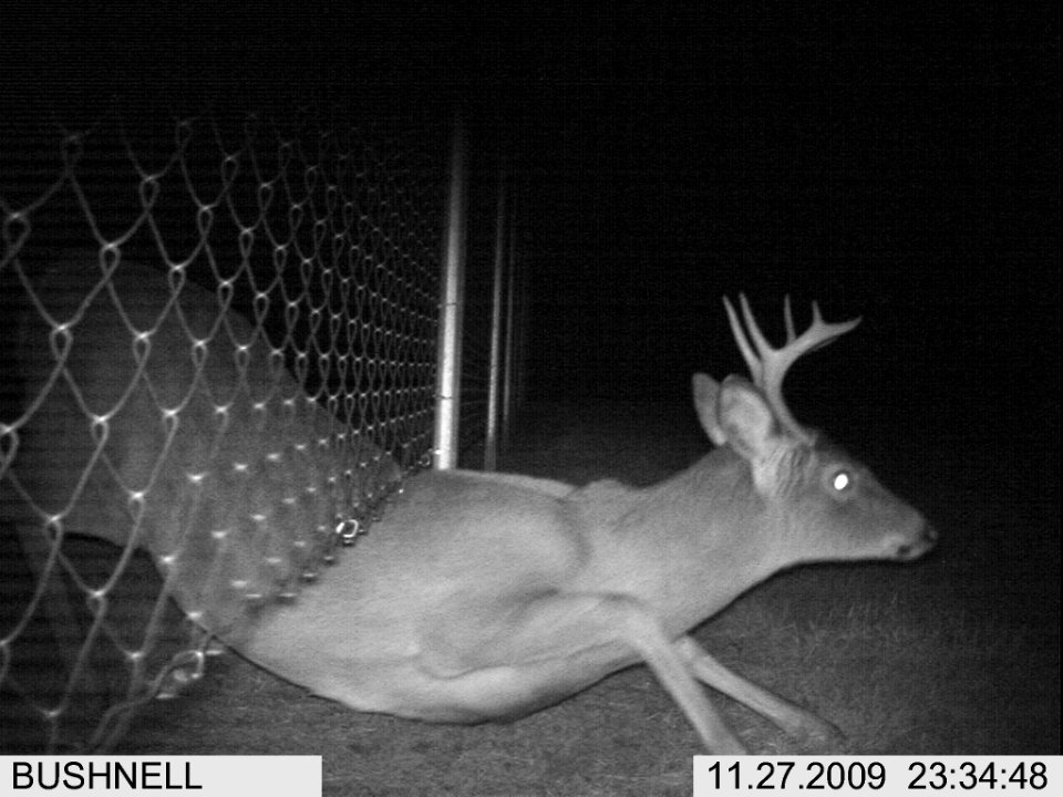 buck going under airport fence Hibbing Airport MN trail camera USDA Pete Sahr