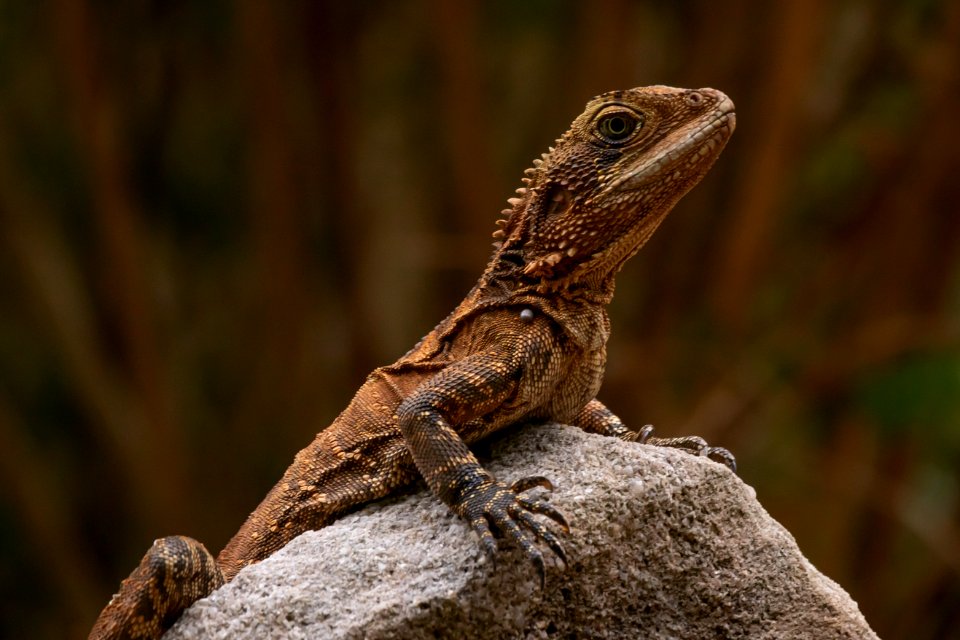 Water Dragon 4