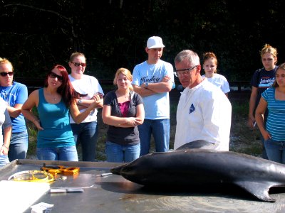 Bottlenose Dolphin Necropsy photo