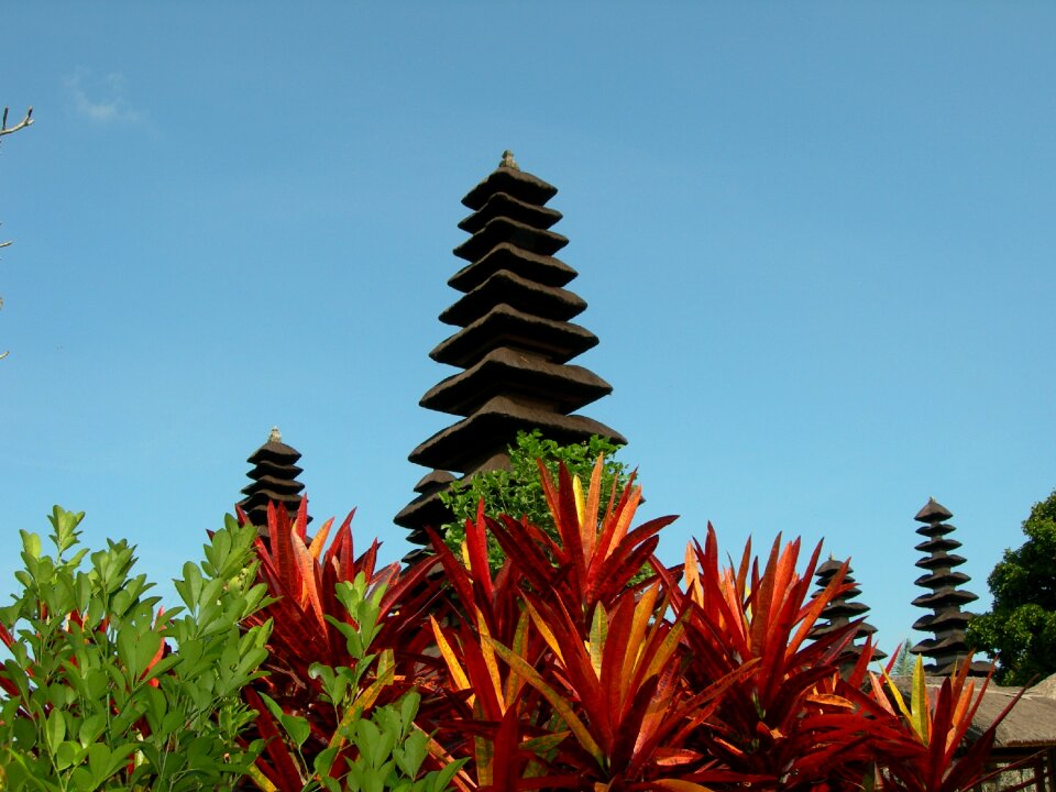 Exotic indonesia garden
