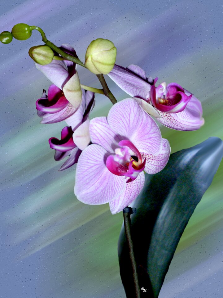 Bloom purple violet