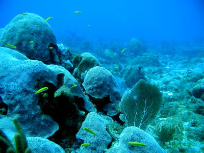 Coral Reef