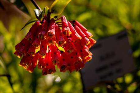 Red, Bell-like Flowers
