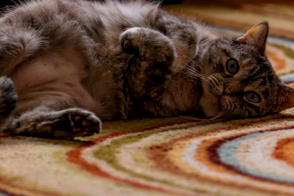 Cat on Carpet II photo