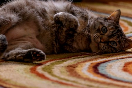 Cat on Carpet II photo
