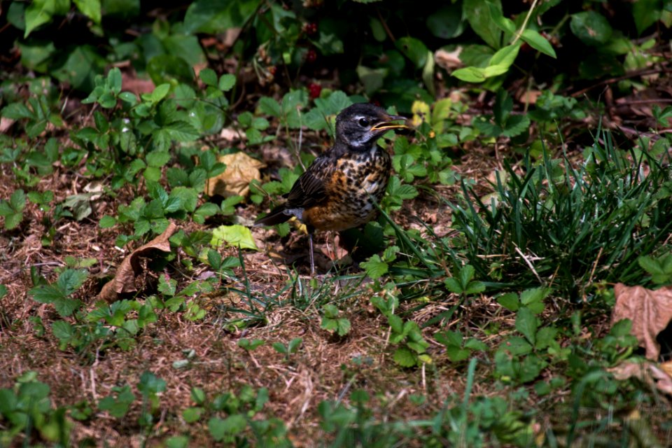 American Robin Juvenile 07-15-2018 26