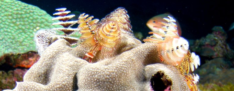 xmas-tree-worm