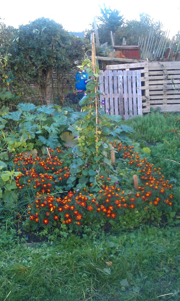 Colourful allotment bed