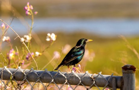 Black and Turquoise Bird