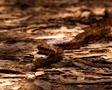 Not A Rattlesnake