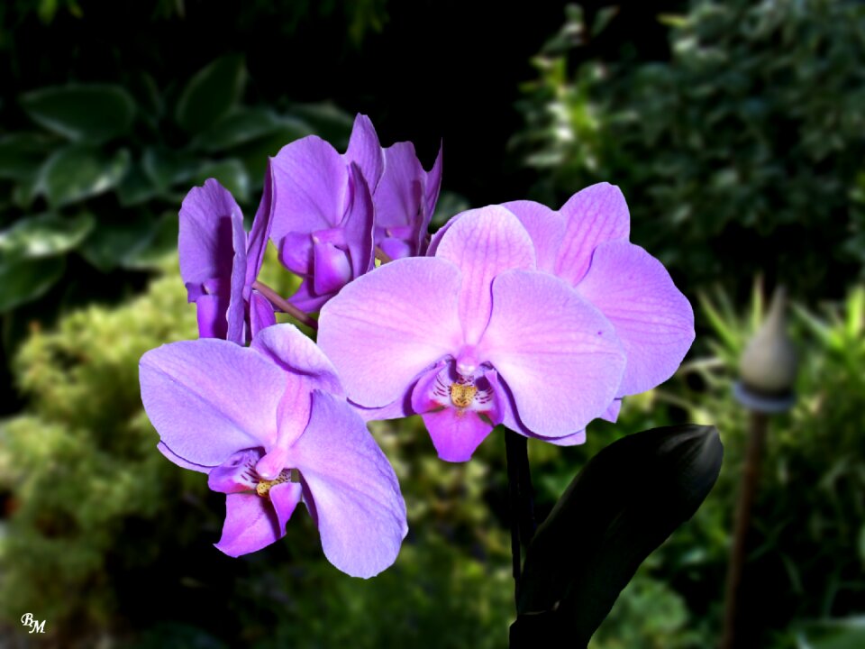 Bloom plant purple