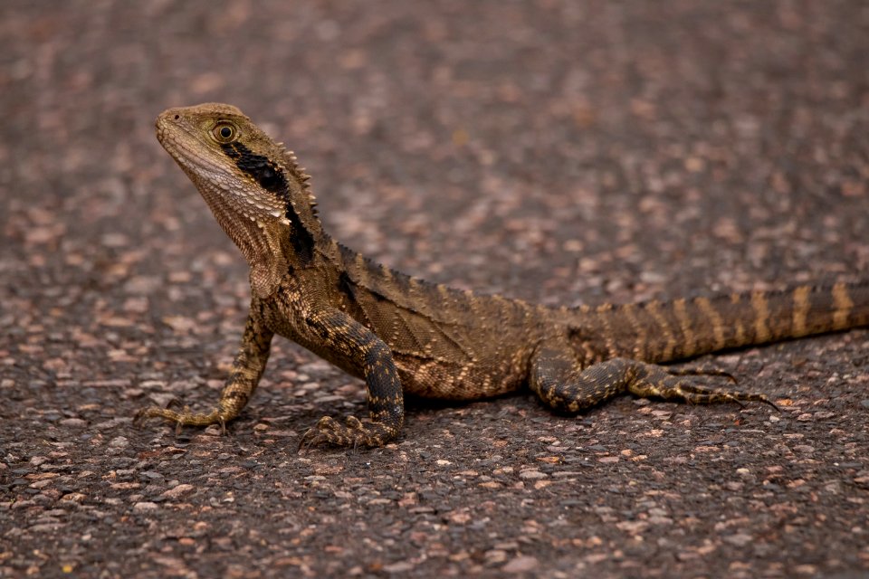 Water Dragon on the road