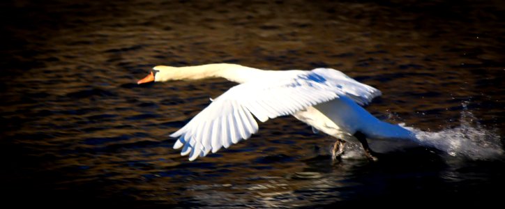 Mute Swan taking off