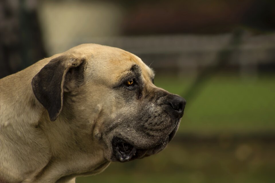 African mastiffs animals